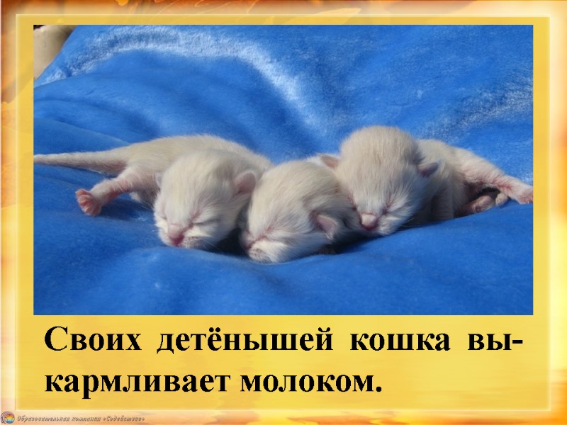 Своих детёнышей кошка вы-кармливает молоком.